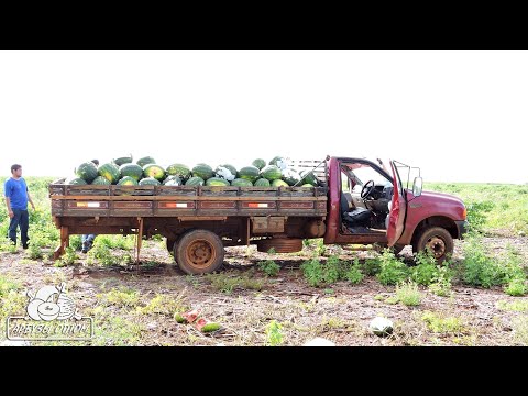 Видео: Первый день в Бразилии. Соя. Кукуруза. Арбуз. No-Till. 🌿🌽🍉