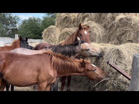 Видео: ДАВНО НЕ ЗАГОНЯЛИ ТАБУН ЛОШАДЕЙ/ ПОМЕНЯЛИ GPS НА НОВУЮ