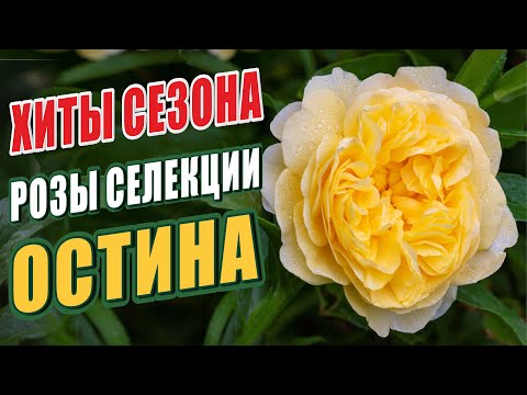 Видео: РОЗЫ СЕЛЕКЦИИ ОСТИНА. ХИТЫ СЕЗОНА - ОСТИНКИ. РОЗЫ В САДУ