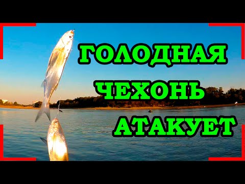 Видео: ЖОР. РЫБА НА КАЖДОМ ЗАБРОСЕ!!! РЫБАЛКА НА КУБАНИ НА ЧЕХОНЬ!!!