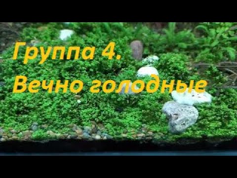 Видео: Растения из меристемы. Группа 4: Не забудьте покормить