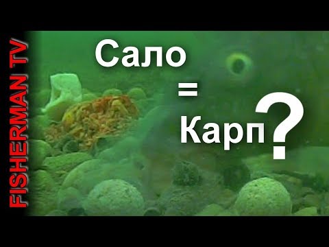 Видео: Карп на сало ? Возможно ли это? подводная съёмка !!