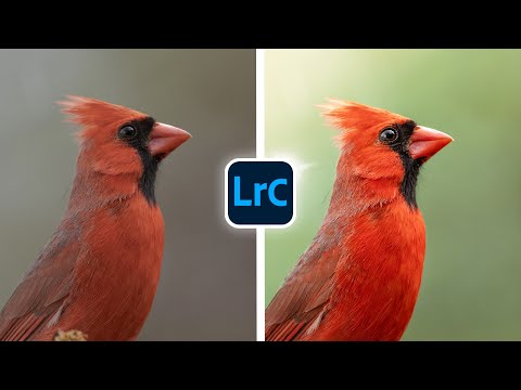 Видео: Простые и эффективные инструменты редактирования LIGHTROOM для птиц!