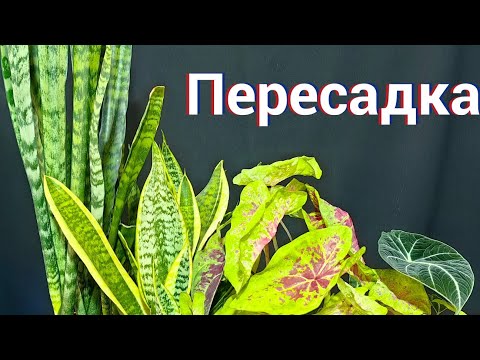 Видео: Пересадка комнатных растений 🥰