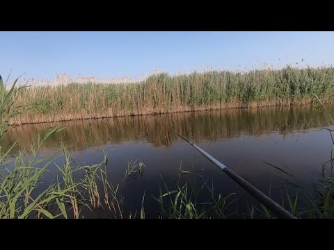Видео: Карасики на болоті Рибалка на поплавок