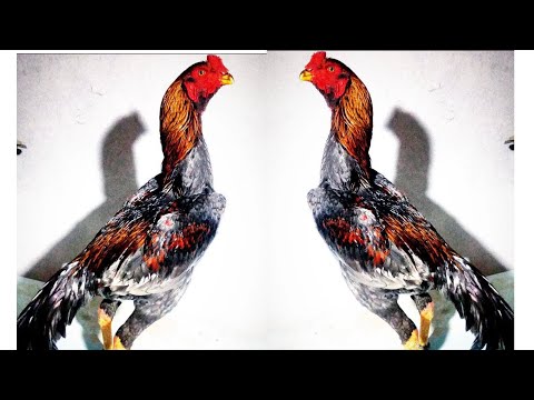 Видео: 7.Iyun кара камиш Хороз бозори😈