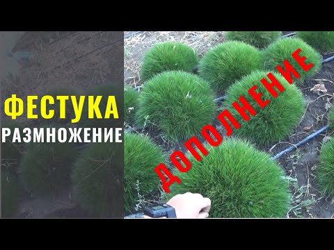 Видео: Фестука (Овсяница) - размножение // разведение. "Дополнительная информация".