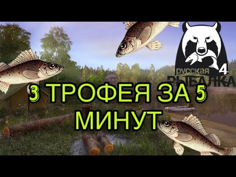 Видео: 3 ТРОФЕЙНЫХ ЕРША ЗА 5 МИНУТ! Где и как ловить ерша на озере Комарином в Русской Рыбалке 4.