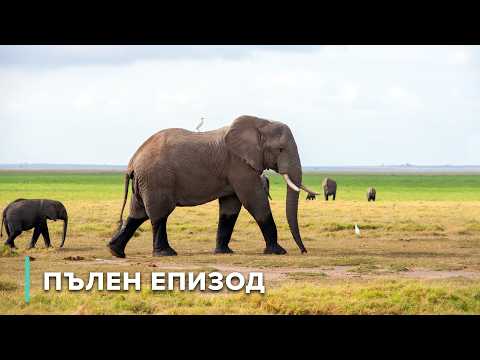 Видео: Гиганти в движение: слонове и тежкотоварни животни | Разкази от Замбия 101+102