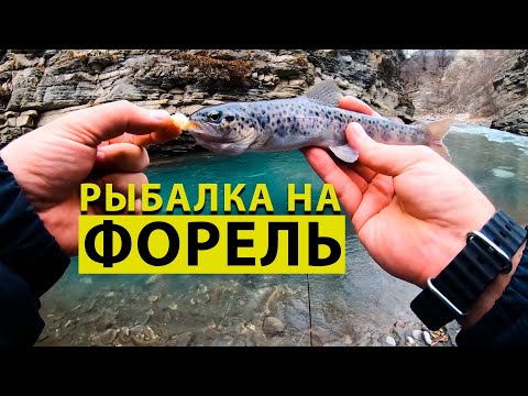 Видео: Рыбалка на форель. Ловля форели на горной реке