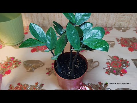 Видео: Пересадка замиокулькаса,выросшего из листиков #zamioculcas #замиокулькас #долларовоедерево