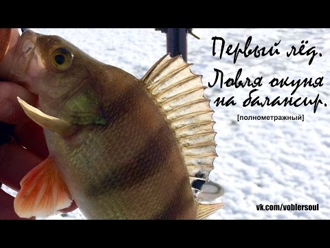 Видео: Ловля окуня на балансир. Первый лёд. Видео отчет от 23 ноября 2016 г.