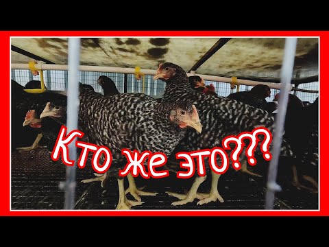 Видео: ЦВЕТНОЙ БРОЙЛЕР НЫНЧЕ НЕ ТОТ / ВЕС ГРИЗ БАР / КАК ОБЪЕДИНИТЬ ПТИЦУ?