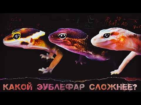 Видео: ЭУБЛЕФАР | ГЕМИТЕКОНИКС | ИРАНСКИЙ ЭУБЛЕФАР | КОГО И КАК ВЫБРАТЬ - ГЛАВНЫЕ ОТЛИЧИЯ 🦎