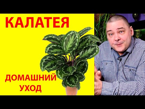 Видео: Калатея, или капризная тропиканка. Уход в домашних условиях