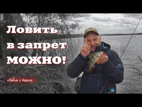 Видео: ЛОВИТЬ в запрет МОЖНО. Спиннинг с берега с Иваном Кашициным