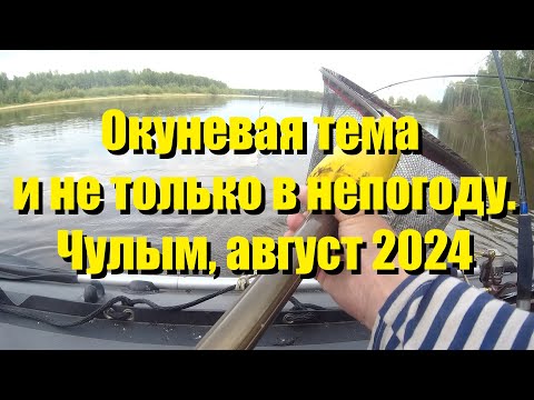 Видео: Окуневая тема  и не только в непогоду  Чулым, август 2024