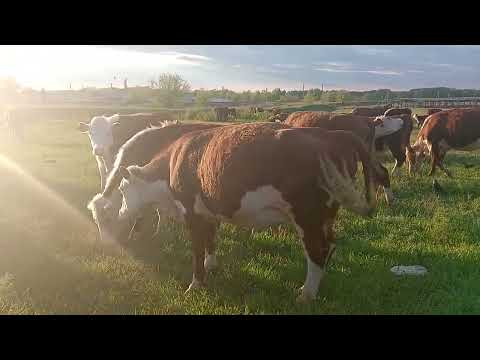 Видео: Казахские белоголовые, герефорды. #agriculture #агробизнес #скотина #герефорд