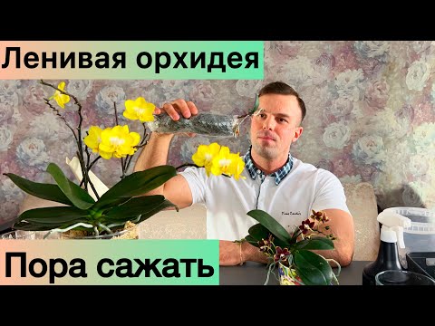 Видео: Пришло время. Этой орхидее почти ДВА года. ПЕРВАЯ посадка