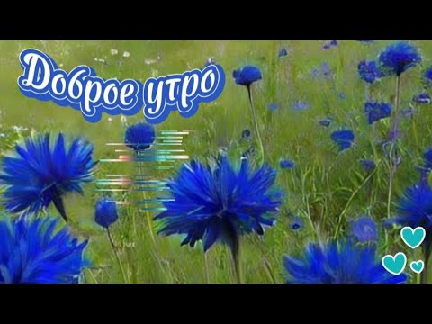 Видео: Доброе утро. Радуйтесь всему на свете.