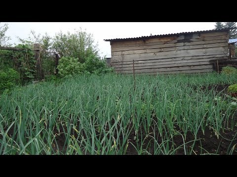 Видео: Выбираем место для посадки лука.