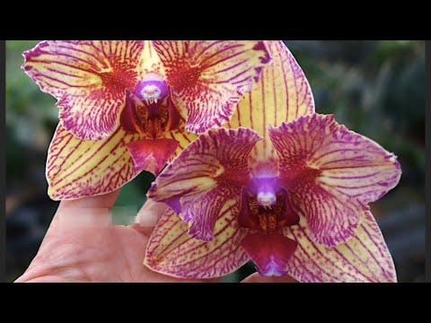 Видео: Монофосфат калия. Эксперимент с «нехочухами». ☺️ Подкармливаю бабочек 🦋, не выпустивших цветоносы.