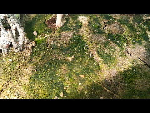 Видео: Что означает ЗЕЛЁНЫЙ НАЛЁТ на почве в огороде и теплице. Часть 1. Водоросли. Причины и опасности.