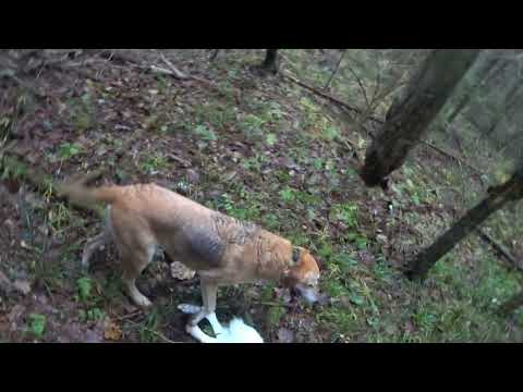 Видео: Охота с Русскими гончими на зайца 9 ноября 2024