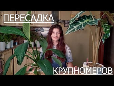 Видео: Пересадка крупномеров. Спатифиллум Сенсация и Алоказия Полли