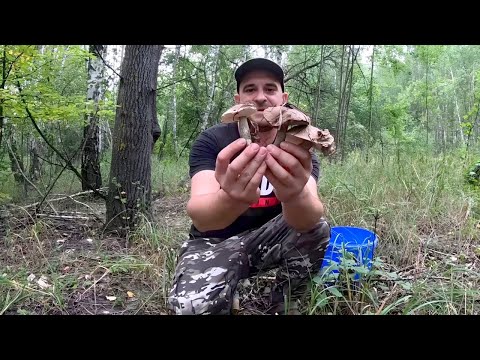 Видео: У ГРИБНИКА ШОК! ОТ ТАКИХ КРАСИВЫХ ГРИБОВ. Сбор грибов осенью