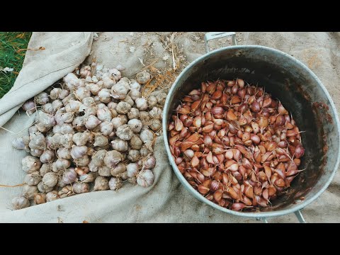 Видео: Посадка часнику на зиму/Що треба знати?