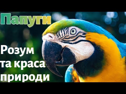 Видео: Папуги. Цікаві факти.