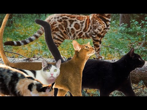 Видео: Коты Воители - Путь Древесного племени/ часть 8