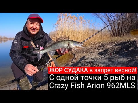 Видео: ЖОР СУДАКА В ЗАПРЕТ весной! С одной точки 5 рыб на спиннинг. Тест Crazy Fish Arion 962 MLS