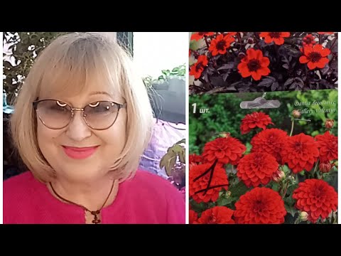 Видео: #107#ЧЕРЕНКОВАНИЕ ГЕОРГИН В ФЕВРАЛЕ#