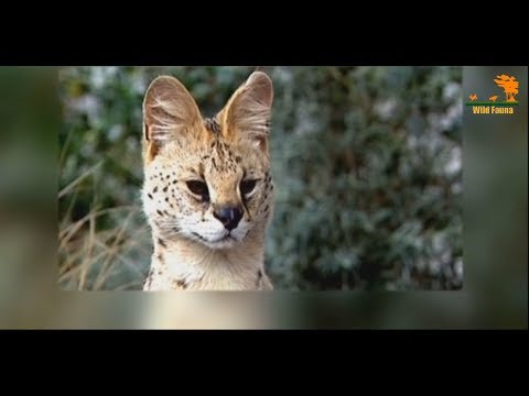Видео: Wild Fauna / Хищник Африки / 3 часть