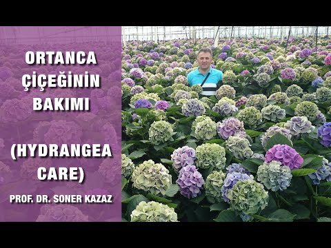 Видео: Уход за гортензией, почему она не цветет, уход за гортензией, выбор места, обрезка, советы