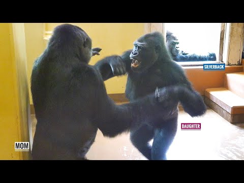 Видео: Дочь Гориллы играет с мамой, а папа наблюдает за ними | День расставания приближается