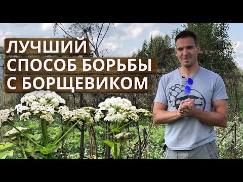 Видео: Как избавиться от борщевика НАВСЕГДА? | Борьба с борщевиком: личный опыт на 12 Га