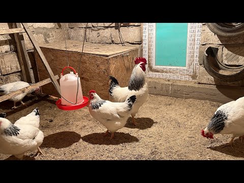 Видео: Кешкі шолу. 🐓🐣 Тіркелуді ұмытпа✅
