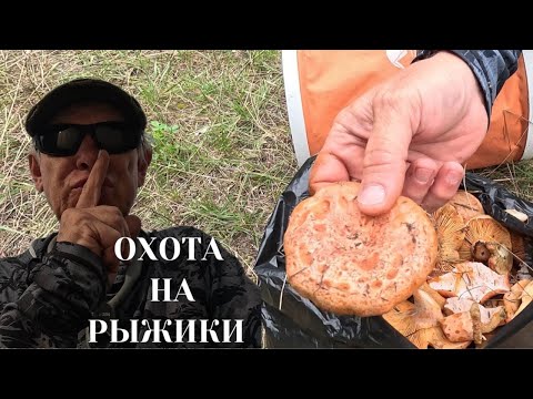 Видео: Едем за "царским грибом"...[4K]