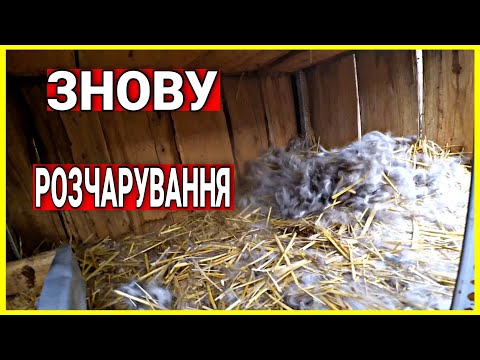 Видео: КРОЛЕНЯТА ВСІ ЗАГИНУЛИ...