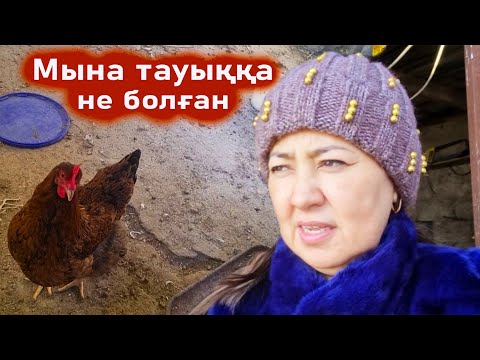 Видео: Қыстағы тауық қора. Тауықтарға не болып жатыр