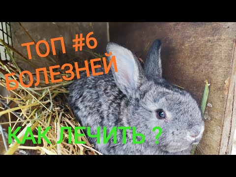 Видео: Самые распространенные болезни кроликов //Лечение//Жизнь в деревне!!!
