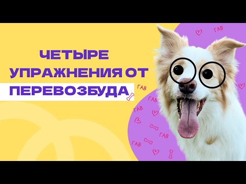 Видео: ПЕРЕВОЗБУЖДЕНИЕ У СОБАКИ  ЛЕЧИТЬ ИЛИ ИГРАТЬ?