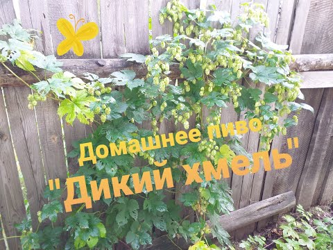 Видео: Домашнее пиво "Дикий хмель"