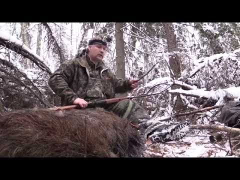 Видео: Охота с западно-сибирскими лайками 2 серия