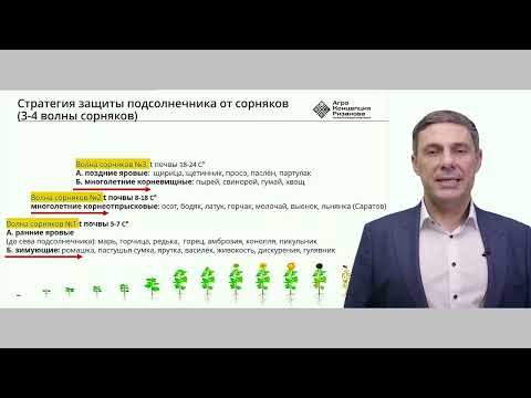 Видео: Защита подсолнечника от сорняков.  Часть 1