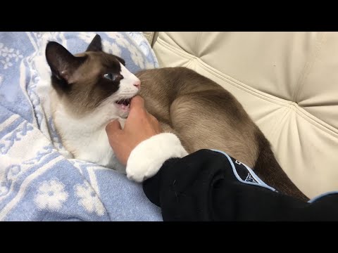 Видео: Сноу-шу - всё о породе кошки