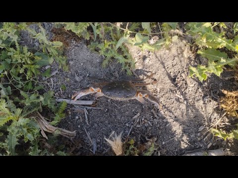 Видео: Мистер Крабс и щука в Августе.